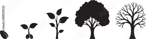 Stages of plant growth from seed to mature tree illustration silhouette vector icon