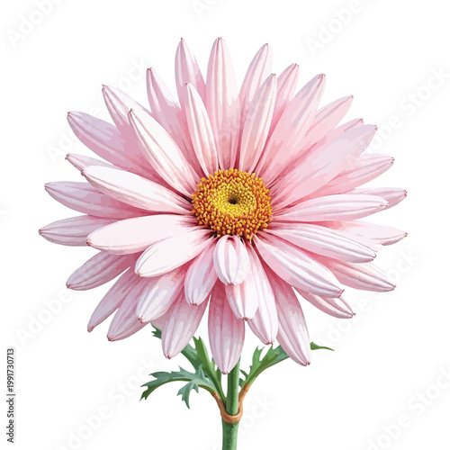 Pink daisy flower bloom with yellow center and green stem