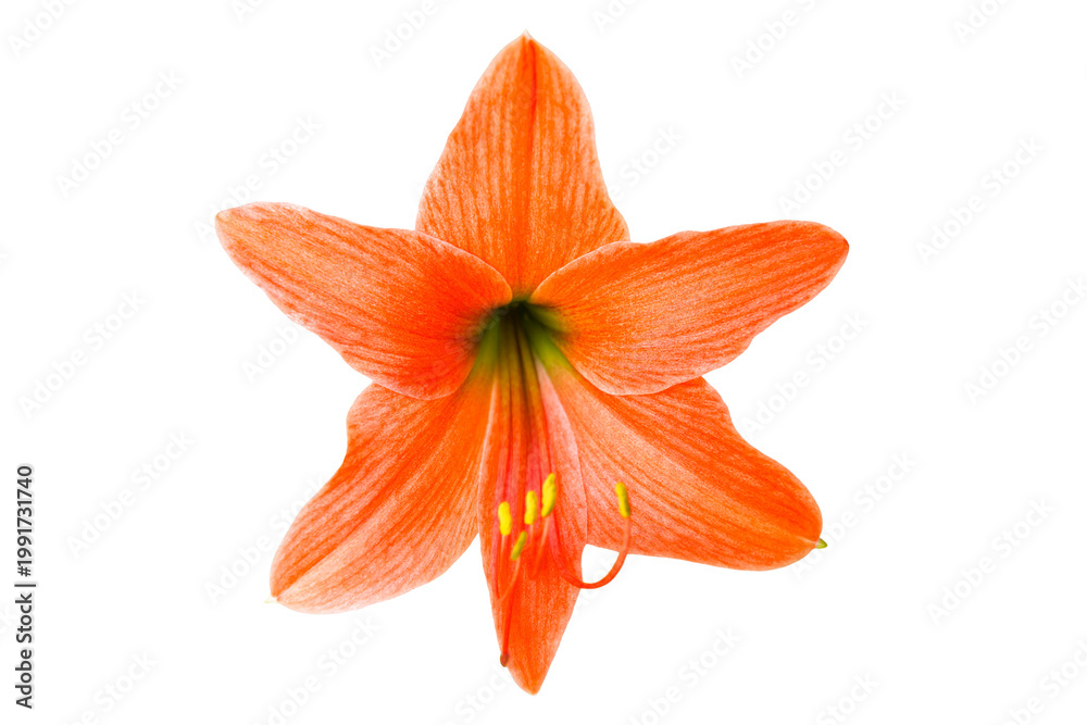 Naklejka premium Red lilly flower in PNG isolated on transparent background, amaryllis lily flower, macro red flower