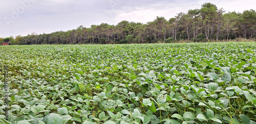 Obraz na plátně Panorama of a bean field surrounded by trees.