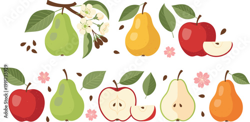 Apple and pear fruit collection with seeds leaves and blossoms, fresh organic food elements set in flat style vector illustration isolated background