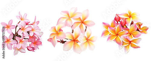 Colorful bouquet of plumeria flowers in full bloom, beautifully arranged with vibrant tropical petals, elegant floral composition, natural beauty concept on transparent.