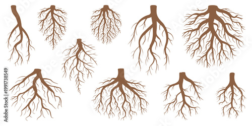 Various Tree and Shrub Roots Vector Set, Brown Root System with Tree Stump, Botanical Sketch Drawing for Dendrology Study of Woody Plants, Detailed Hand Drawn Illustration Collection