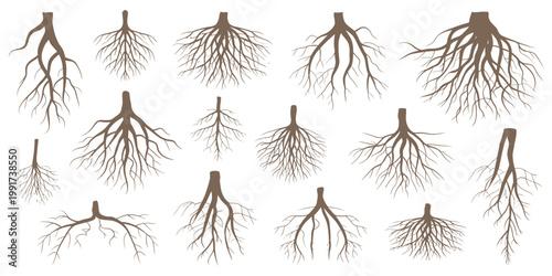 Various Tree and Shrub Roots Vector Set, Brown Root System with Tree Stump, Botanical Sketch Drawing for Dendrology Study of Woody Plants, Detailed Hand Drawn Illustration Collection
