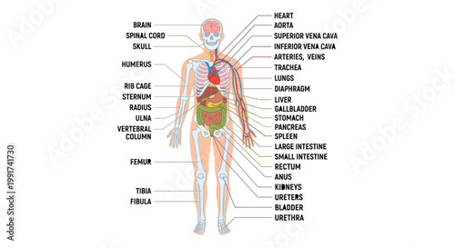 Detailed human anatomy chart systems and organ locations