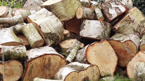 Unsplit firewood being thrown onto woodpile