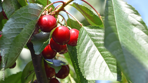 The fresh dark red cherries hanging on the tree at orchard, Selective focus of ripe prunus avium, Sweet cherry is ready to harvest or picking late spring or early summer, Health benefits of berries.