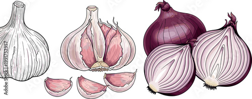 Garlic and onion hand drawn vector illustration with cloves slices and whole bulbs detailed food sketch collection set