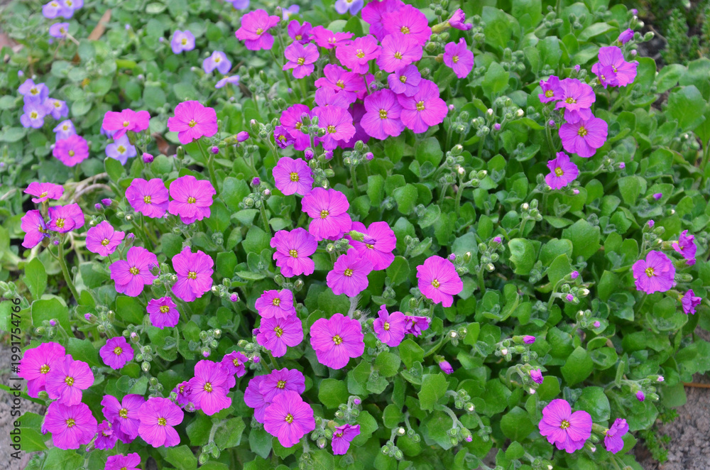 Obraz premium Aubrieta purple spring blooming carpet of flowers. Spring, nature, growing ,planting, landscaping flowering groundcover perennial plant.