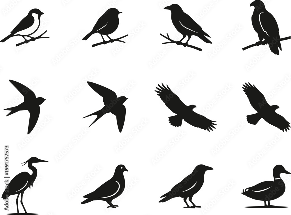 Fototapeta premium Bird silhouettes collection with flying perching and water birds black vector illustration