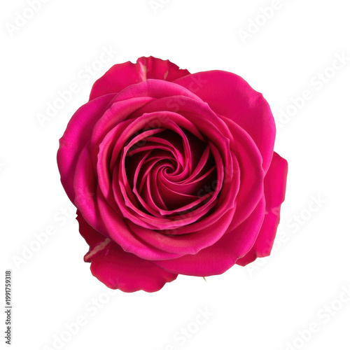 deep magenta rose in perfect full bloom, featuring velvety petals and an intricate geometric spiral, isolated on a transparent background, concept of natural perfection