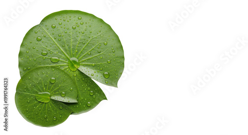 Two vibrant green water lily pads with clear water droplets and intricate venation, slightly overlapping on a transparent background with ample copy space, minimalist studio concept