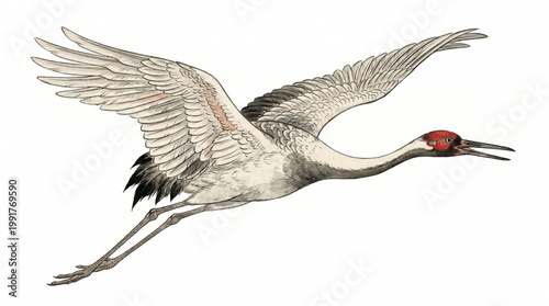 Crane bird in flight with wings spread wide detailed illustration wildlife