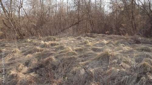 A close view of dry, tangled grass with emerging green patches at the edge of a leafless forest. The soft spring daylight highlights the natural textures of the wild meadow scene. 