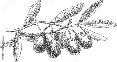 Olive branch with detailed olives and leaves sketch botanical drawing of ripe fruit on tree twig