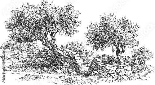 Ancient olive trees growing among old stone ruins in a rustic natural landscape