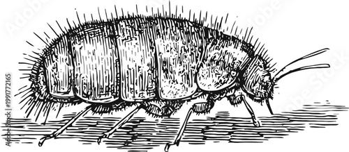 Detailed vintage illustration of a flea parasite insect with segmented body and antennae