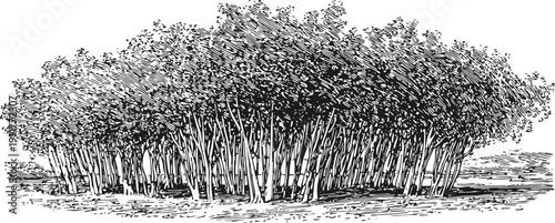 Dense grove of slender trees with thick leafy canopy in natural landscape sketch drawing
