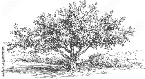 Detailed black and white sketch of a mature olive tree with textured foliage and surrounding grass