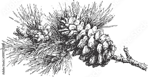 Detailed black and white illustration of pine cones and needles on a branch, nature botanical drawing