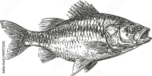Detailed hand drawn illustration of a freshwater fish with scales and fins, side view
