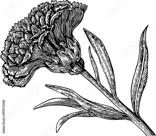 Detailed black and white carnation flower illustration with textured petals and long leaves