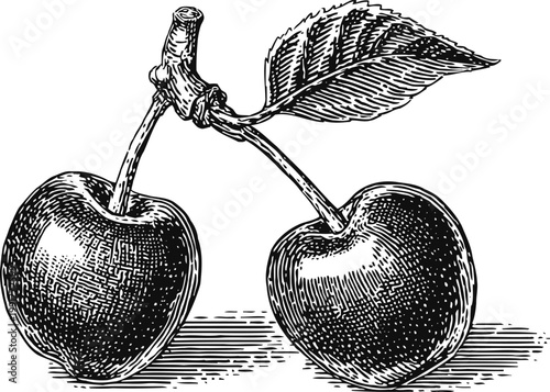 Hand drawn illustration of two ripe cherries with leaf on a stem, vintage botanical fruit sketch