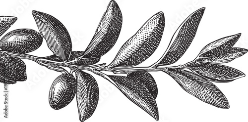 Vintage olive branch illustration with leaves and olives, detailed botanical engraving