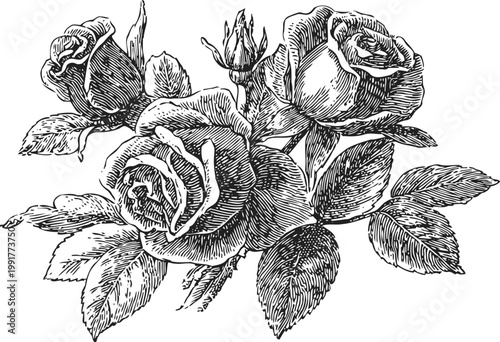 Hand drawn vintage rose illustration with blooming flowers and detailed leaves