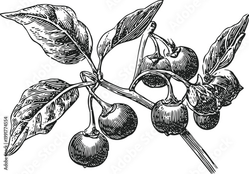 Black and white botanical illustration of a branch with leaves and ripe berries