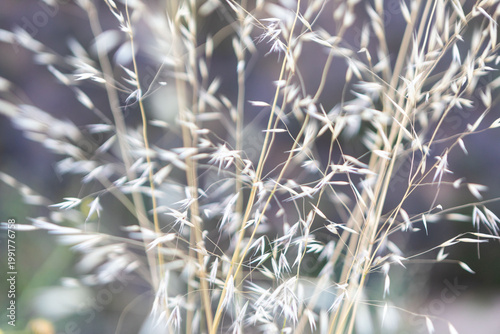 Canvas-taulu Delicate grasses swaying in breeze.
