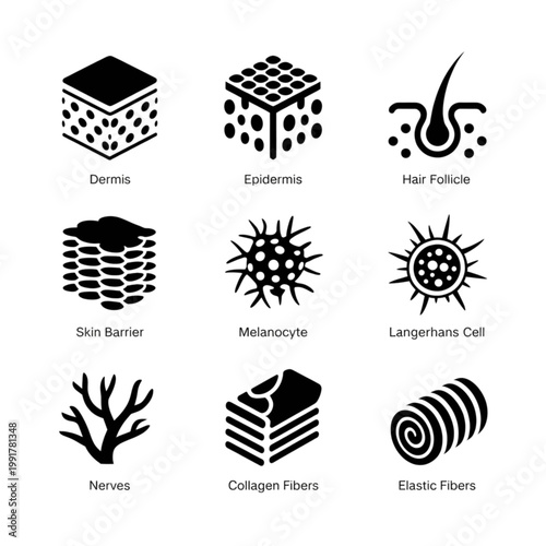 Human skin anatomy icon set featuring dermis epidermis hair follicle melanocyte and collagen fibers vector.