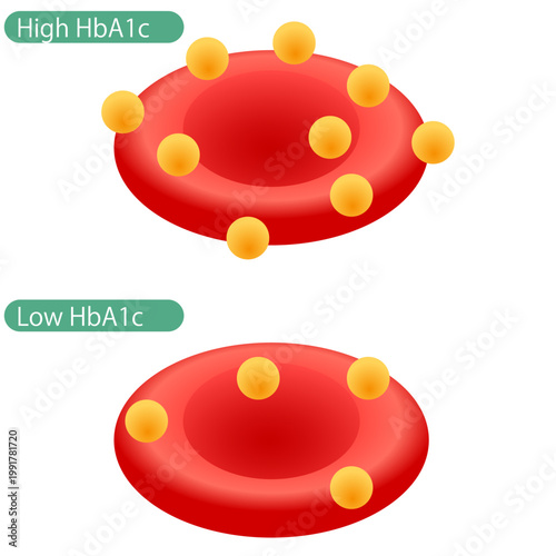 Sugars that bind to red blood cells