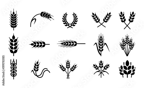 Wheat ear icons set, black cereal grain vector silhouettes, 15 organic barley and rye stalks for bakery logo design and agricultural branding