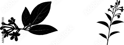 An ultra-realistic photograph of a lone Weigela (dark foliage cultivar) with striking deep purple leaves and abundant tubular red flowers, isolated on a pure white background