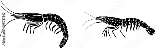 This ultra-realistic photograph showcases an exquisite Giant Tiger Prawn with its massive size and dark banded shell, captured against a pure white background