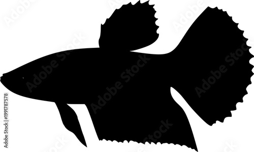 A vibrant blue-and-red Siamese fighting fish (Betta) with its fins fully flared stands out against a pure white background in this ultra-realistic photograph