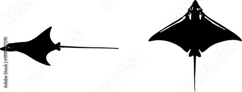 An ultra-realistic photograph of a single raw Skate (whole) showcases its flat, wing-like body and long tail against a pure white background