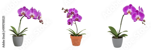 A purple orchid flower in a pot isolated on white background high resolution nature photography for interior decoration and botanical design and home garden concept and spa beauty asset visual