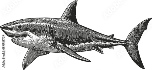 Detailed vintage engraving of a great white shark with sharp teeth and textured body