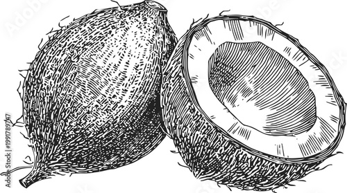 Coconut fruit illustration, whole and half with detailed textured shell and inner flesh lines