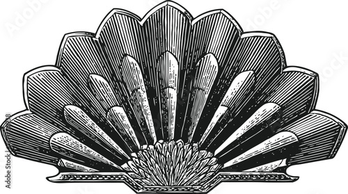 Vintage black and white engraved seashell illustration with detailed linework