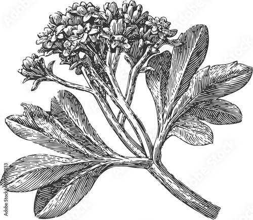 Illustration of flowering plant with leaves and clustered small blossoms in vintage engraving