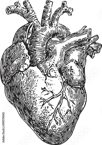 Detailed anatomical human heart illustration with veins and arteries in black and white engraving