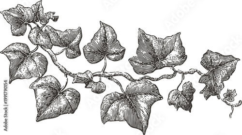 Vintage botanical illustration of ivy vine with detailed leaves and twisting stems black and white drawing