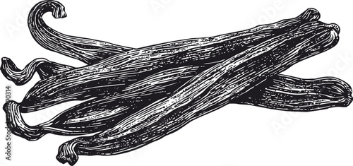 Vanilla beans illustration detailed black and white hand drawn vanilla pods with texture