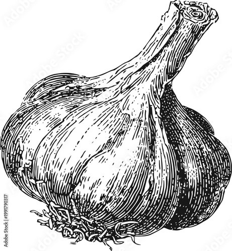 Garlic bulb illustration hand drawn detailed garlic head with roots and stem, culinary herb and seasoning ingredient