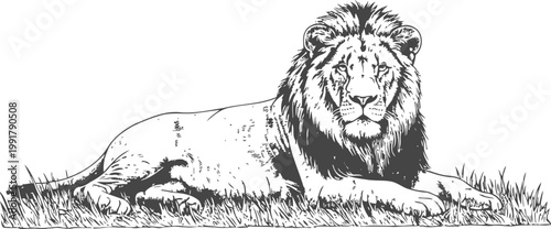 Majestic lion lying on grass, wild african animal resting, nature and wildlife illustration