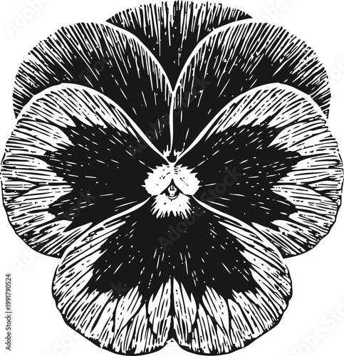 Black and white pansy flower illustration with detailed petals and textured shading