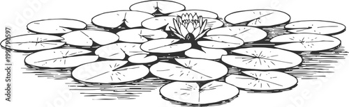 Black and white illustration of water lilies and lily pads floating on calm pond surface